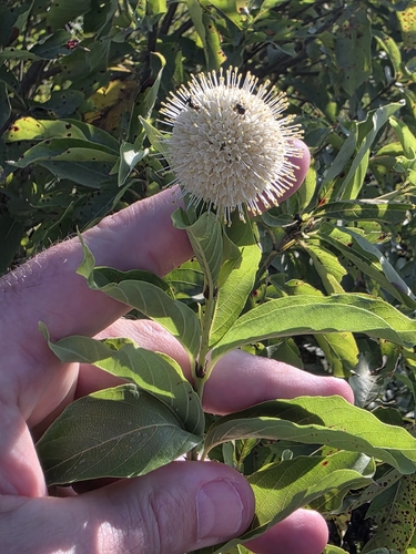 buttonbush