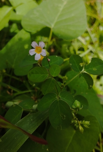 Oxalis barrelieri, photograph 2