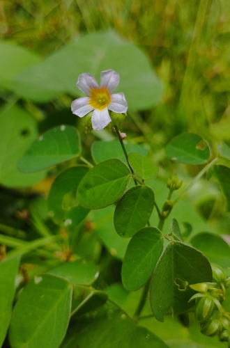 Oxalis barrelieri, photograph 3