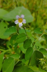 (c) Brenda O'Grady, some rights reserved (CC BY-SA) Oxalis barrelieri, photograph (c) Brenda O'Grady, some rights reserved (CC BY-SA)