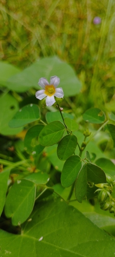 Oxalis barrelieri, photograph 4