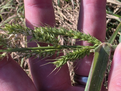 barnyardgrass