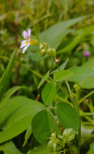 Oxalis barrelieri, photograph 5