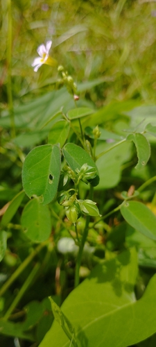 Oxalis barrelieri, photograph 6