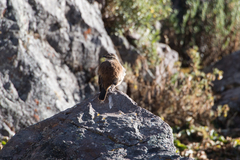 Cinclodes atacamensis