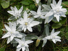 Leontopodium palibinianum