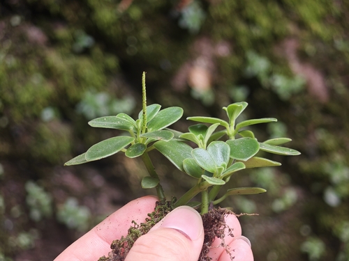 Peperomia japonica