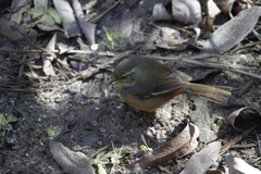 Microspingus cabanisi