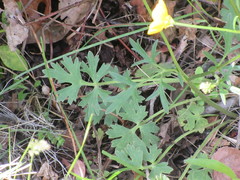 Ranunculus hispidus nitidus