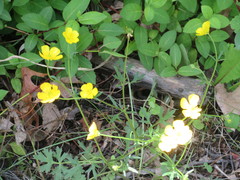 Ranunculus hispidus nitidus
