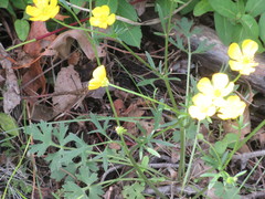Ranunculus hispidus nitidus