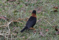 Turdus rufitorques