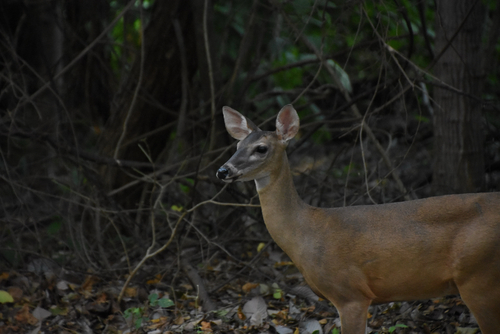 White-tailed Deer