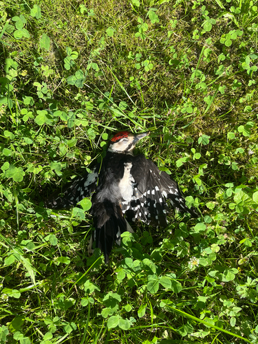 Great Spotted Woodpecker