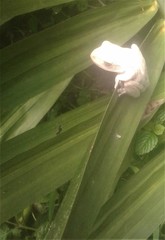 Boana platanera