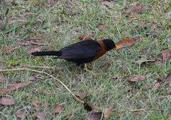 Turdus rufitorques