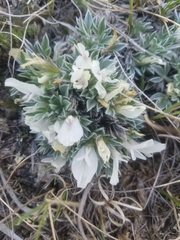 Astragalus gilviflorus