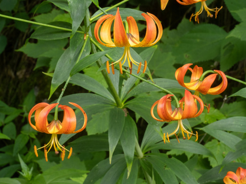 Lilium superbum, photograph 2