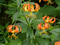 Lilium superbum, photograph (c) Turner Brockman, some rights reserved (CC BY-SA)