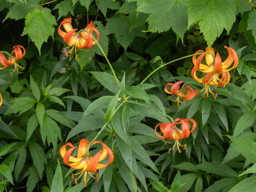 Lilium superbum, photograph 3