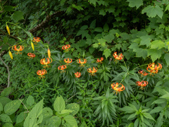 Lilium superbum, photograph (c) Turner Brockman, some rights reserved (CC BY-SA)