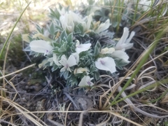 Astragalus gilviflorus