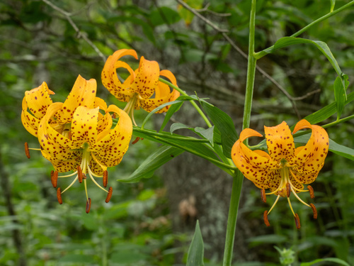 Lilium superbum, photograph 1