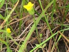 Cicendia quadrangularis