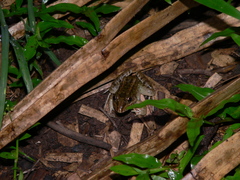 Leptodactylus macrosternum