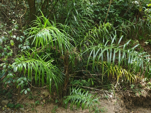 Calamus thysanolepis