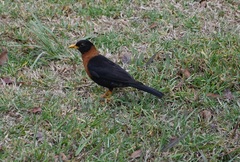 Turdus rufitorques