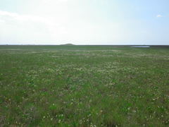 Lepidium cartilagineum