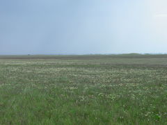 Lepidium cartilagineum