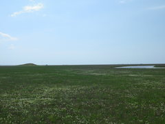 Lepidium cartilagineum