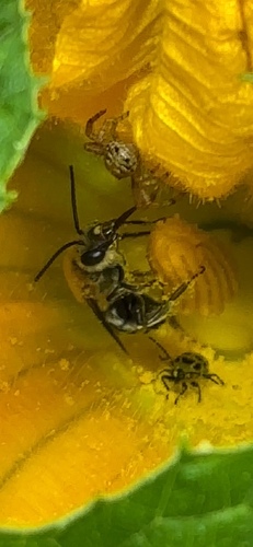 Pruinose Squash Bee