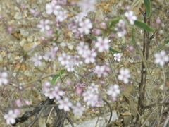 Gypsophila pacifica, photograph (c) Lena Perova, some rights reserved (CC BY)
