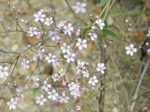 Gypsophila pacifica, photograph 6
