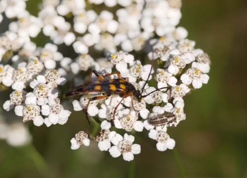 Strangalia attenuata