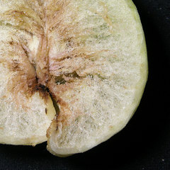 Amphibolips quercusspongifica