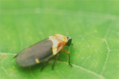 Sphenorhina