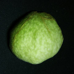 Amphibolips quercusspongifica