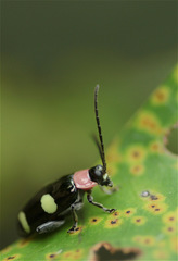 Omophoita boliviana