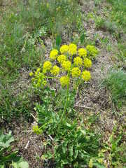 Pastinaca clausii