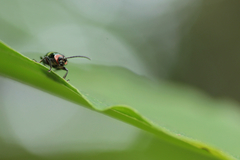 Omophoita boliviana
