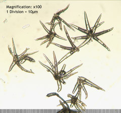 Amphibolips quercusspongifica