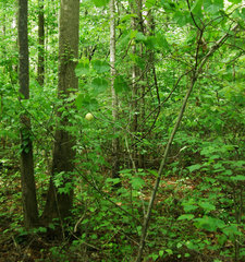 Amphibolips quercusspongifica