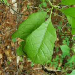Amphibolips quercusspongifica