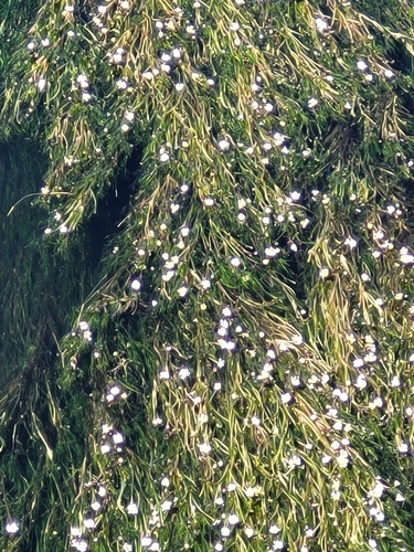 River Water-crowfoot
