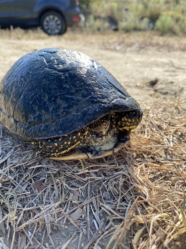 European Pond Turtle
