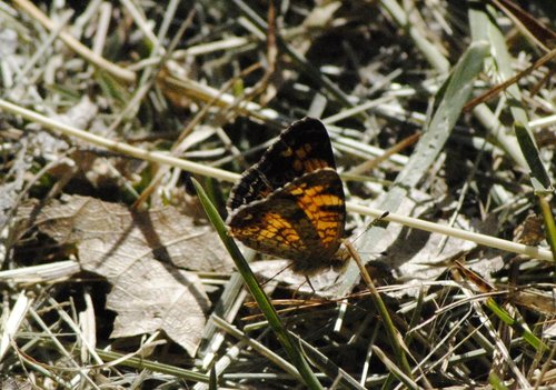 Pearl Crescent photographed in Arizona
